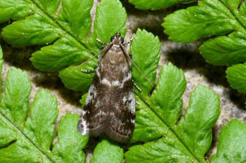 Assara terebrella